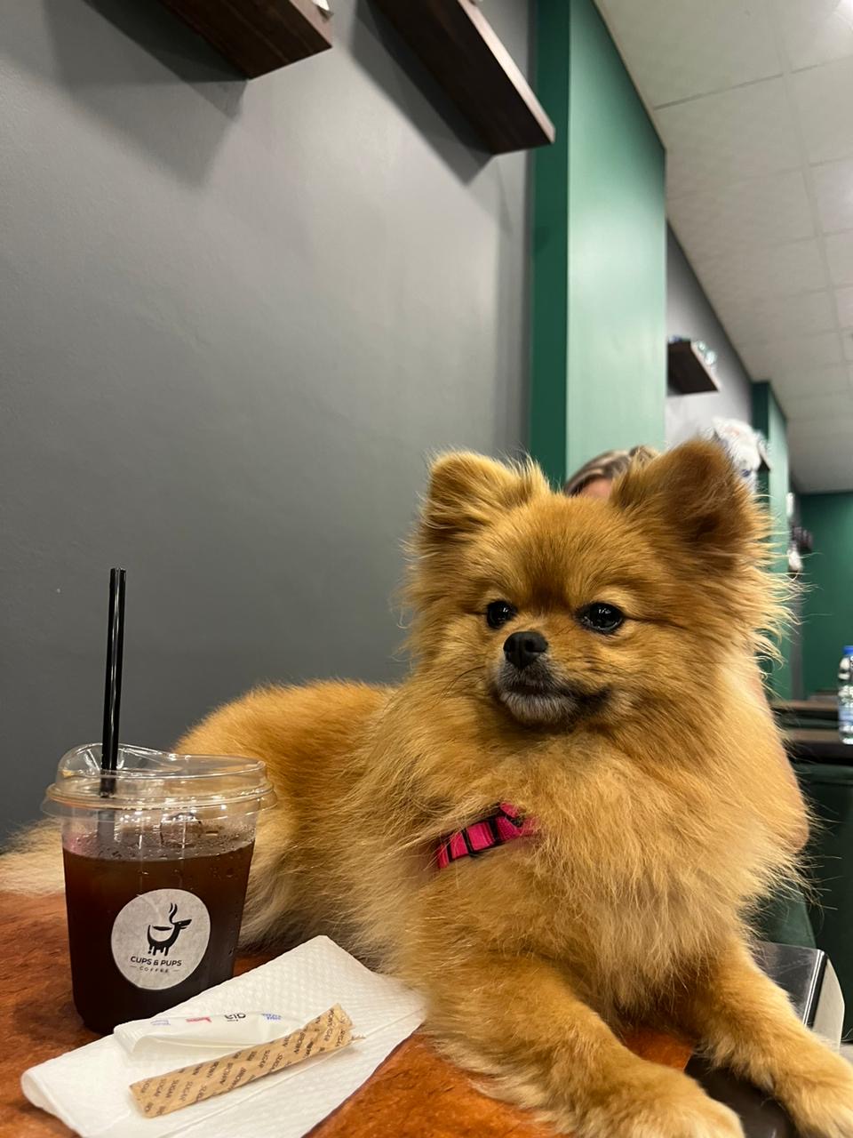 Cups and Pups — photograph 5