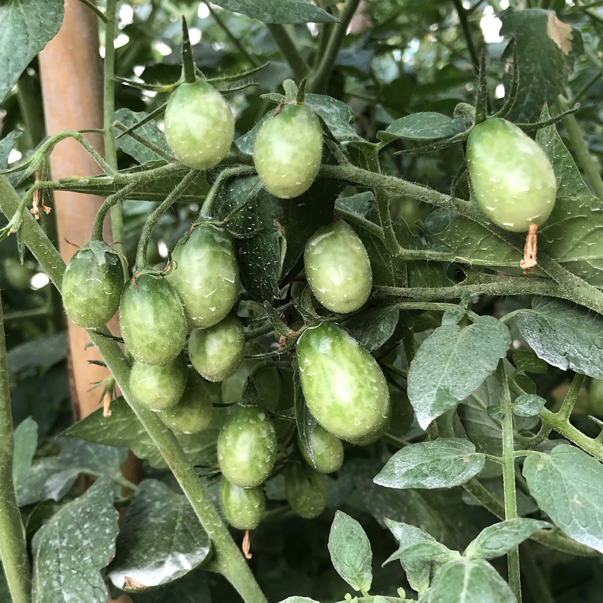 Aude's Garden — photograph 3