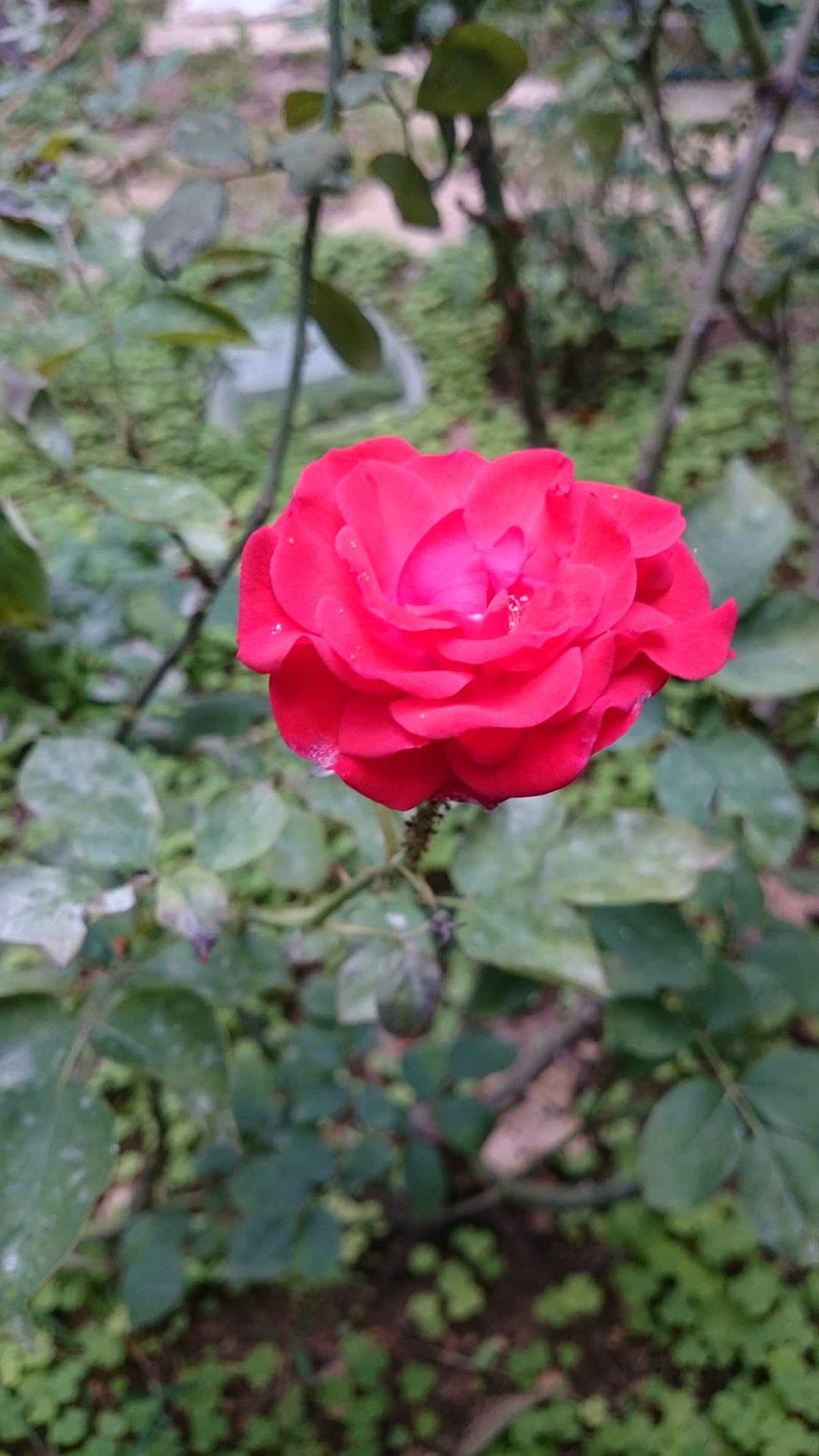 Saydeh Public Garden — photograph 6