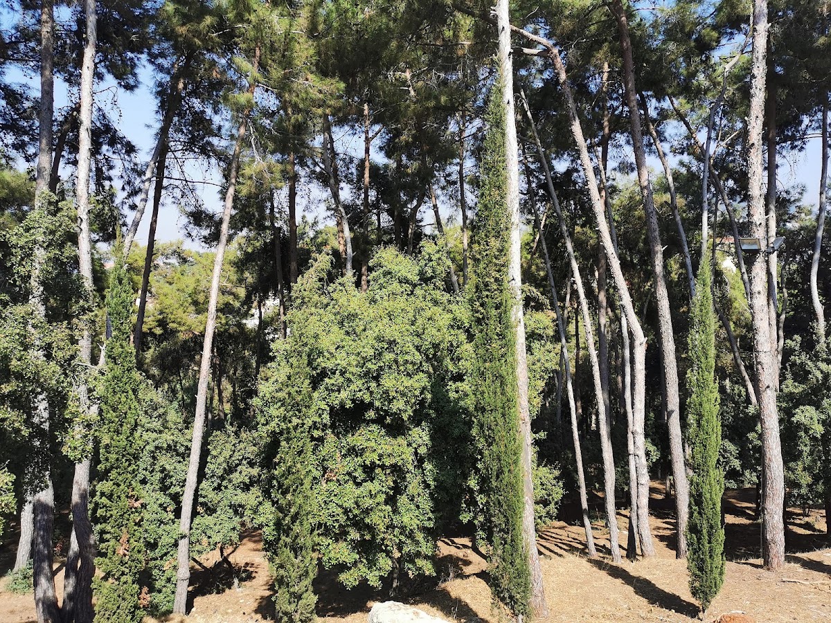 Notre Dame De Jamhour Forest