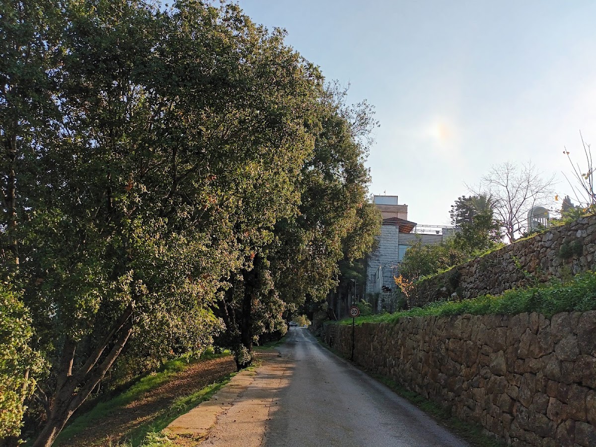 Notre Dame De Jamhour Forest — photograph 3