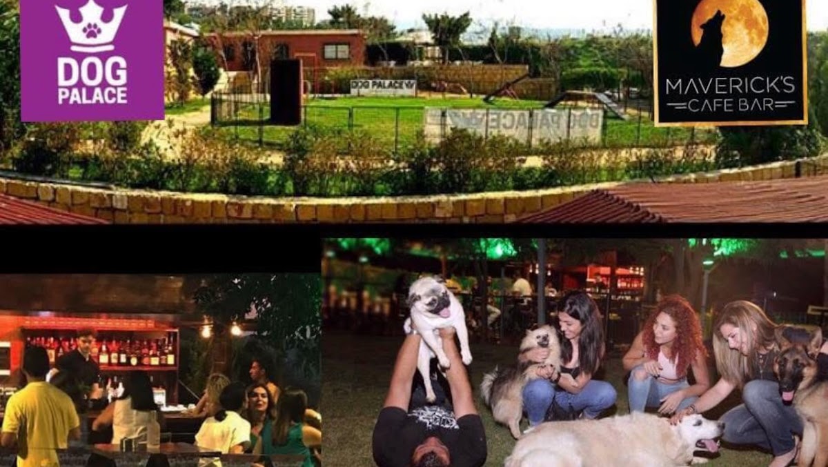 Dog Palace — photograph 3