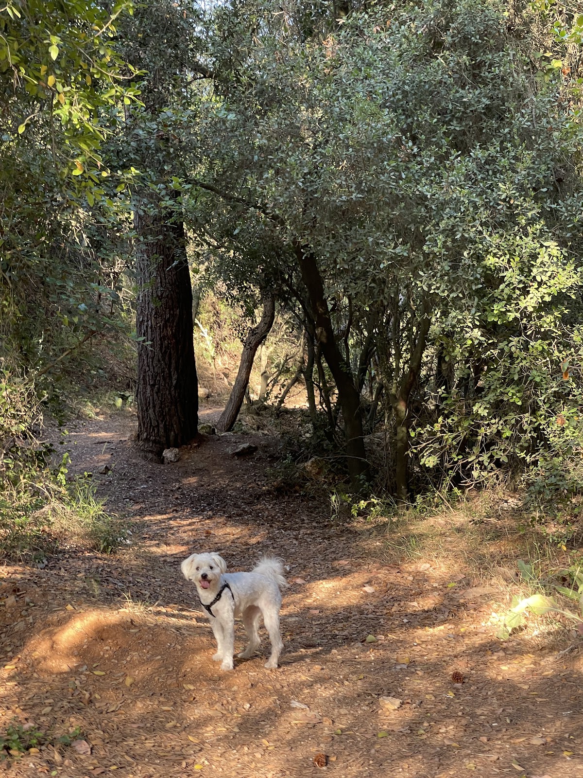 Baabda Railway Trail 5 — photograph 3