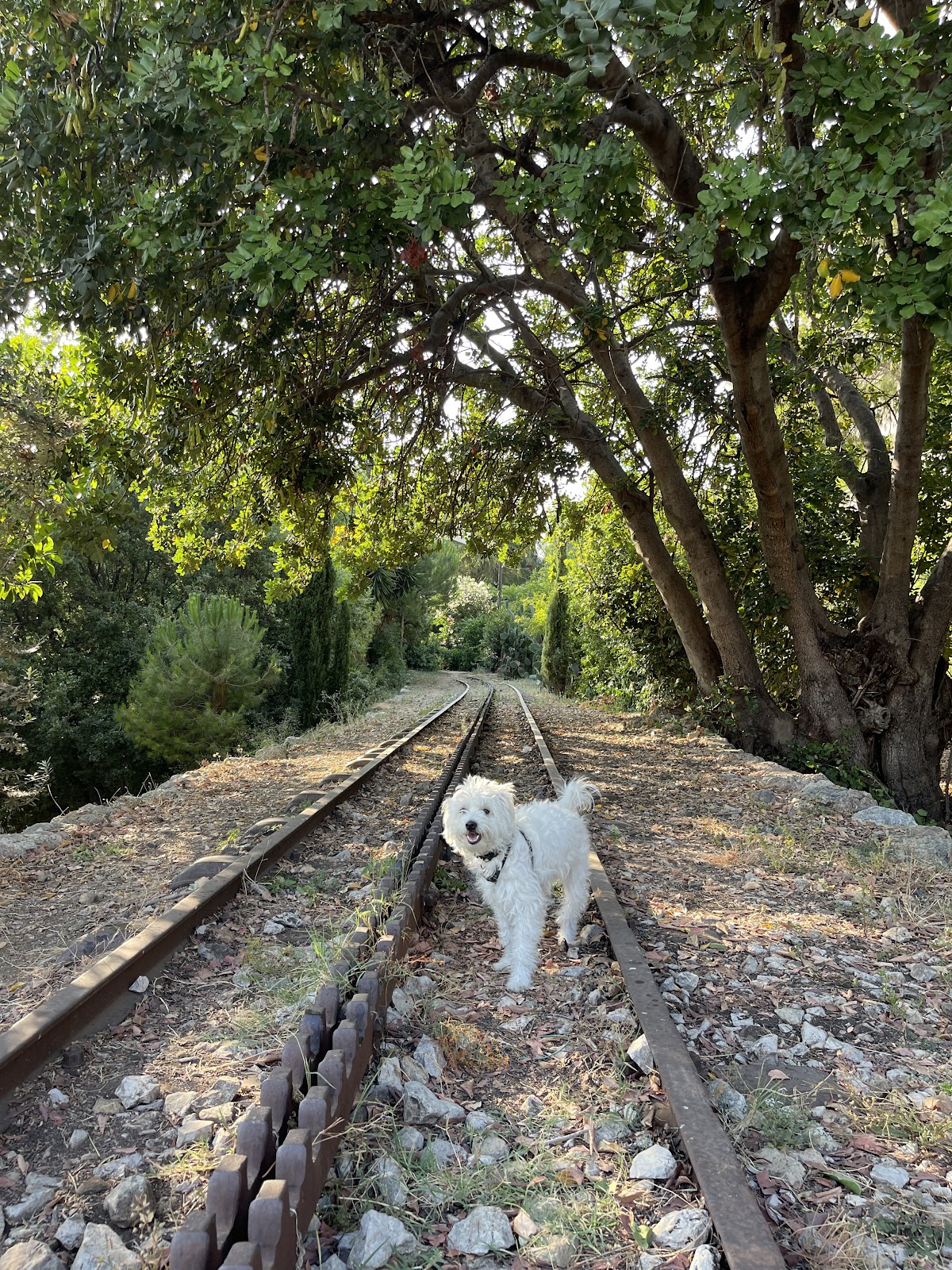 Baabda Railway Trail 5 — photograph 4