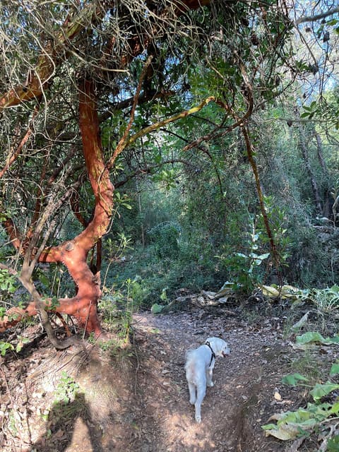 Baabda Railway Trail 5 — photograph 6