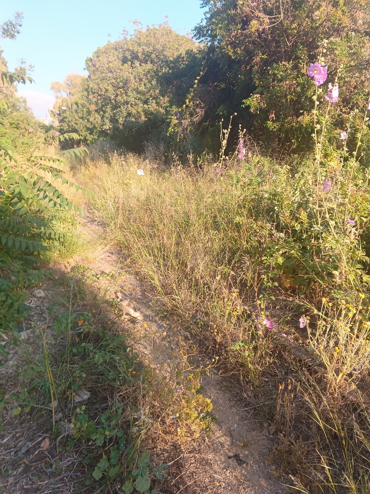 Baabda Trail 4