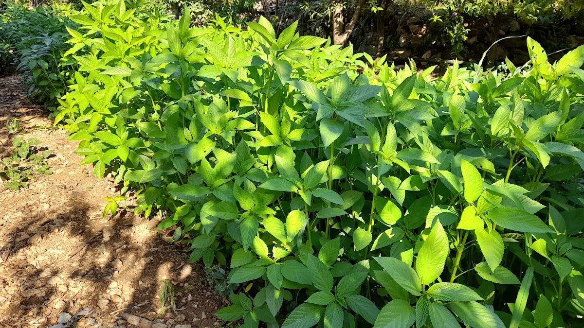 Boutros garden