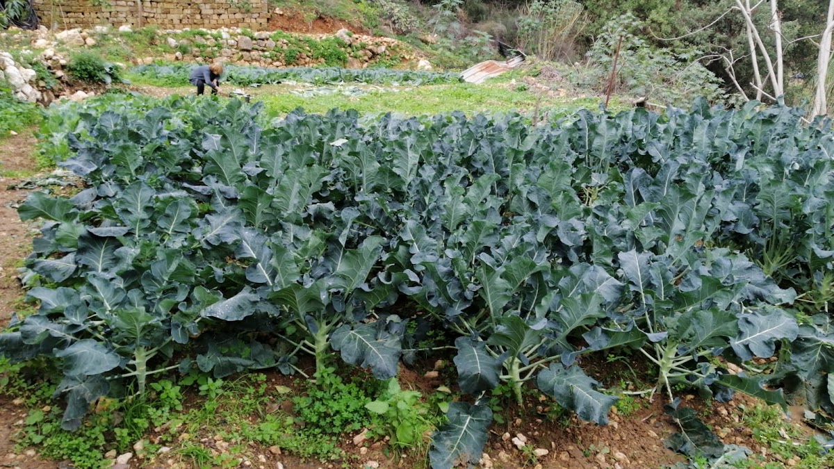 Boutros garden — photograph 3
