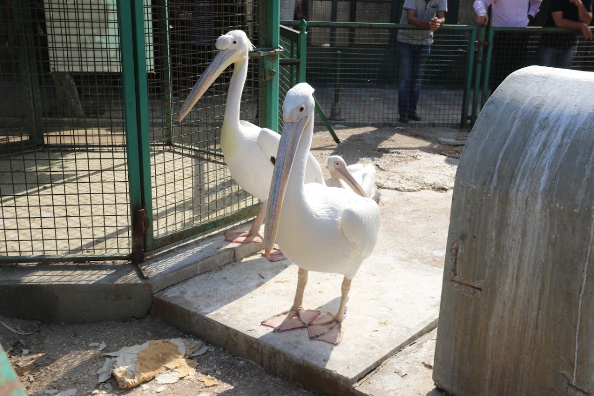 Ghobeiry Zoo — photograph 2