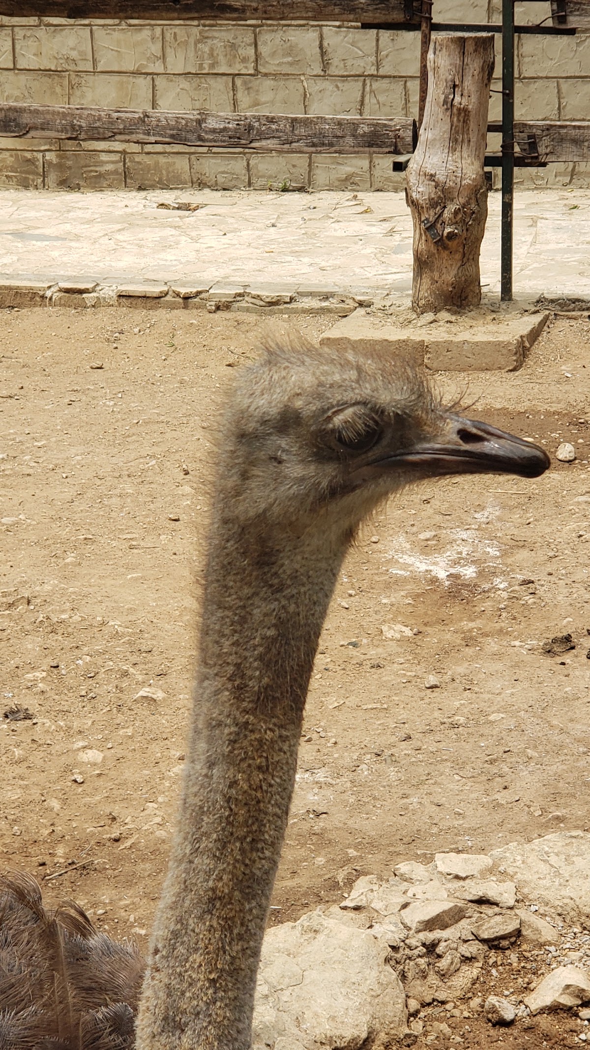 Ghobeiry Zoo — photograph 4