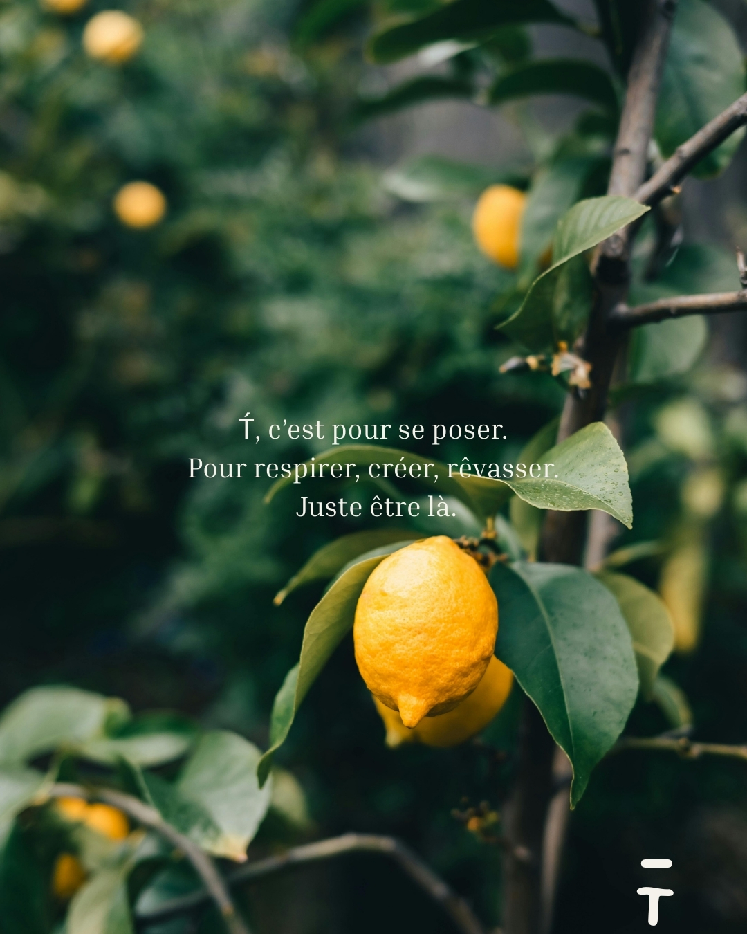T́ - Nid Créatif — photograph 3