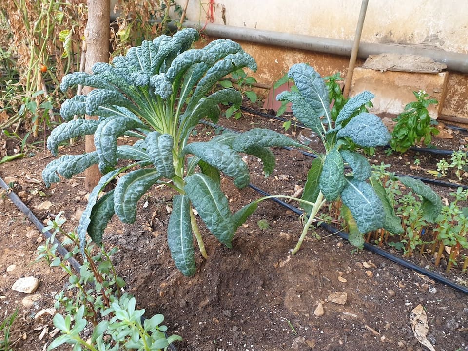 Zouzou's Garden