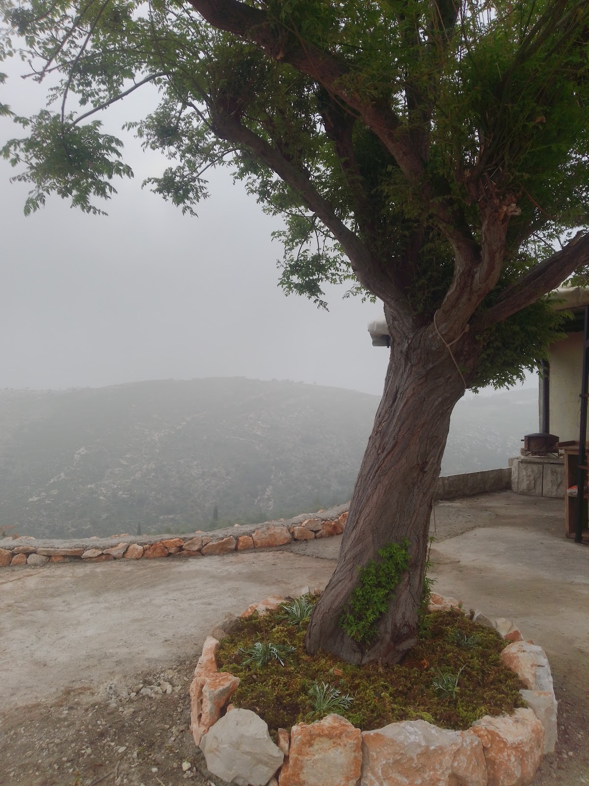 Saj Abu Jihad Jneid — photograph 6