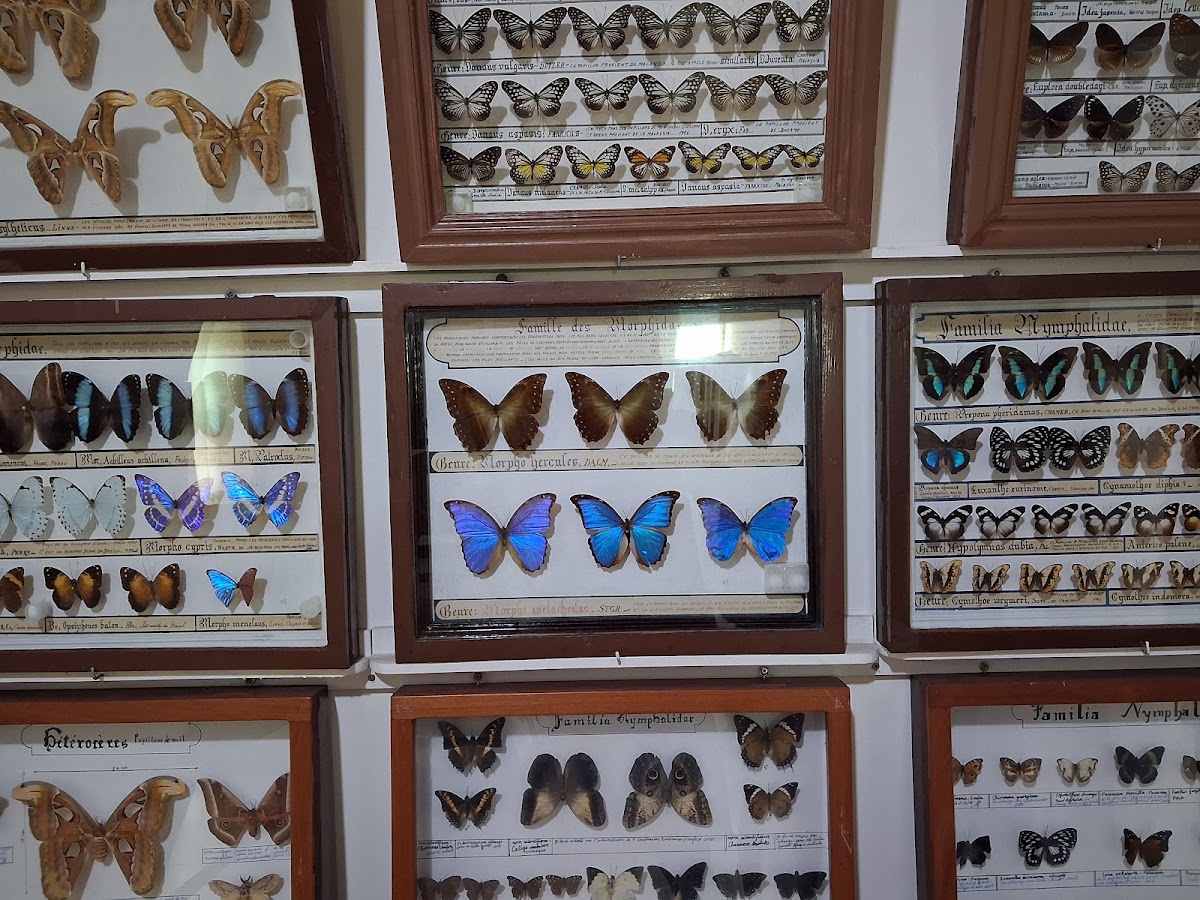 Musée : science de papillons, animaux et oiseaux