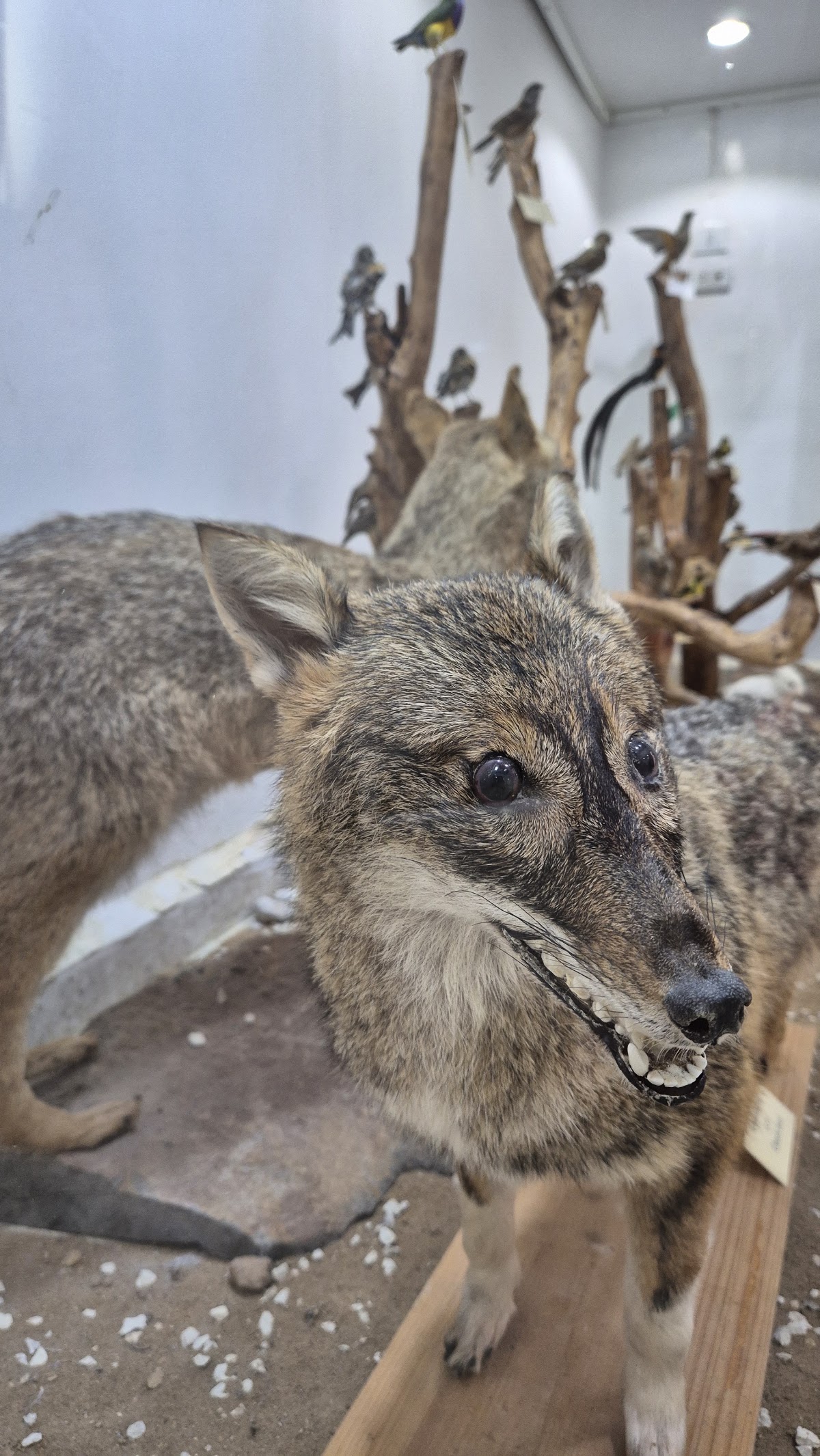 Musée : science de papillons, animaux et oiseaux — photograph 3