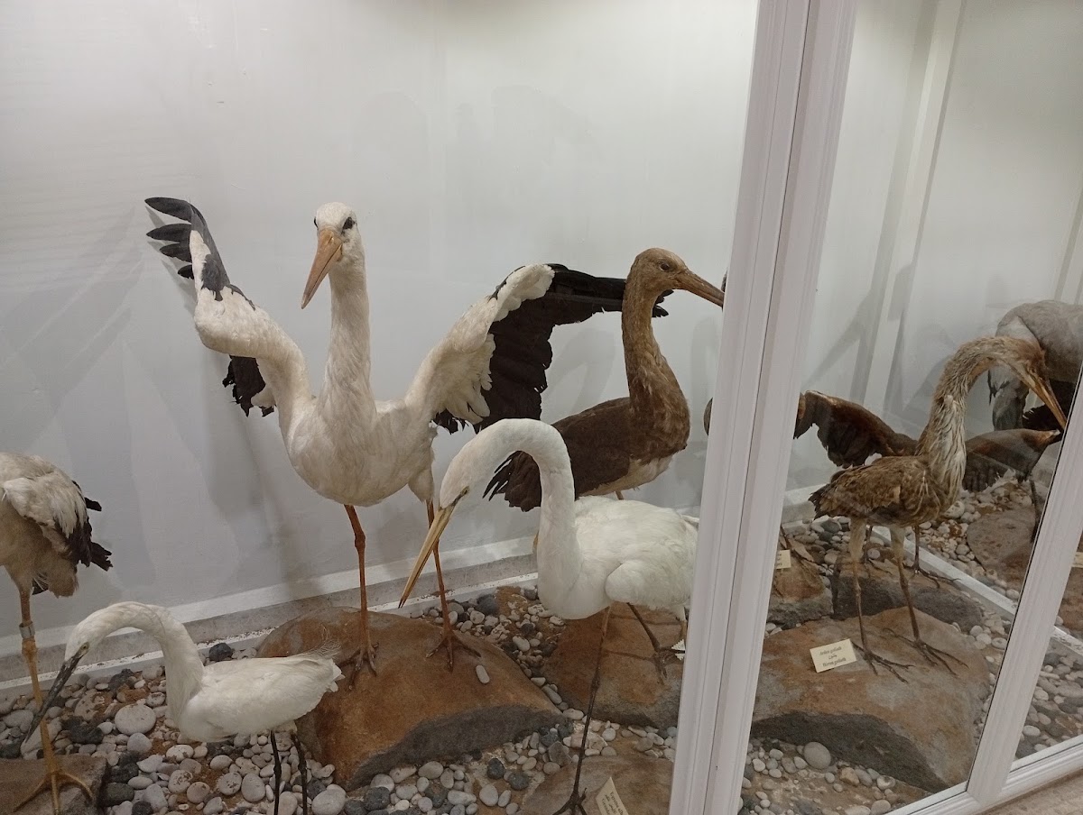 Musée : science de papillons, animaux et oiseaux — photograph 4