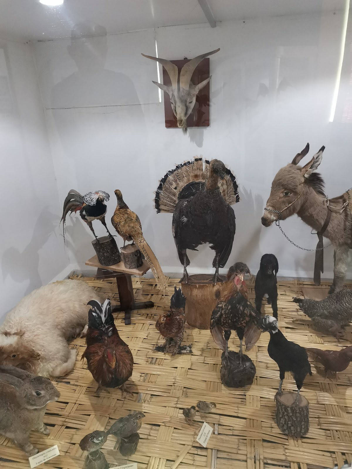 Musée : science de papillons, animaux et oiseaux — photograph 6