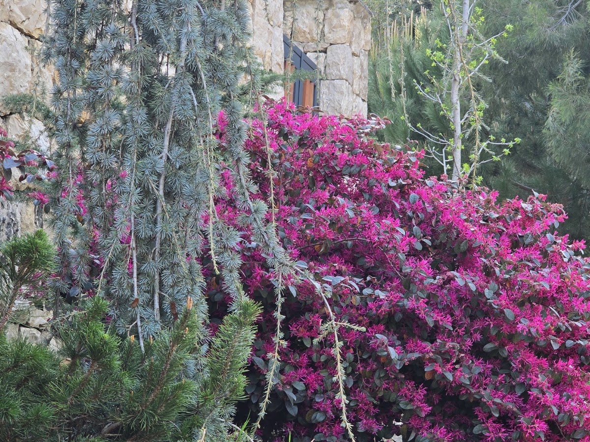 Rouly — photograph 2