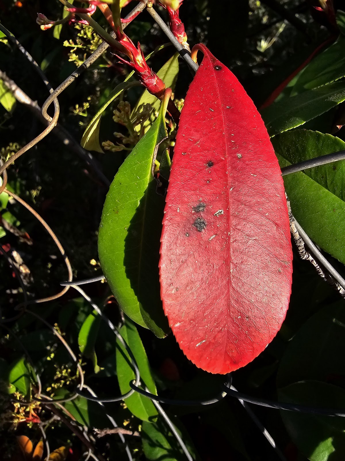 Rouly — photograph 4