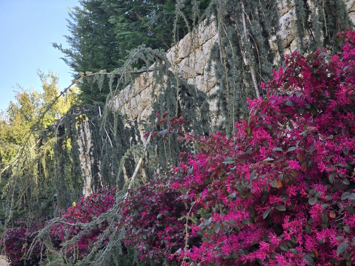 Rouly — photograph 6