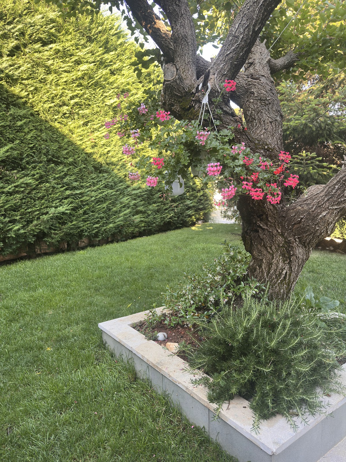Nazha s garden — photograph 4