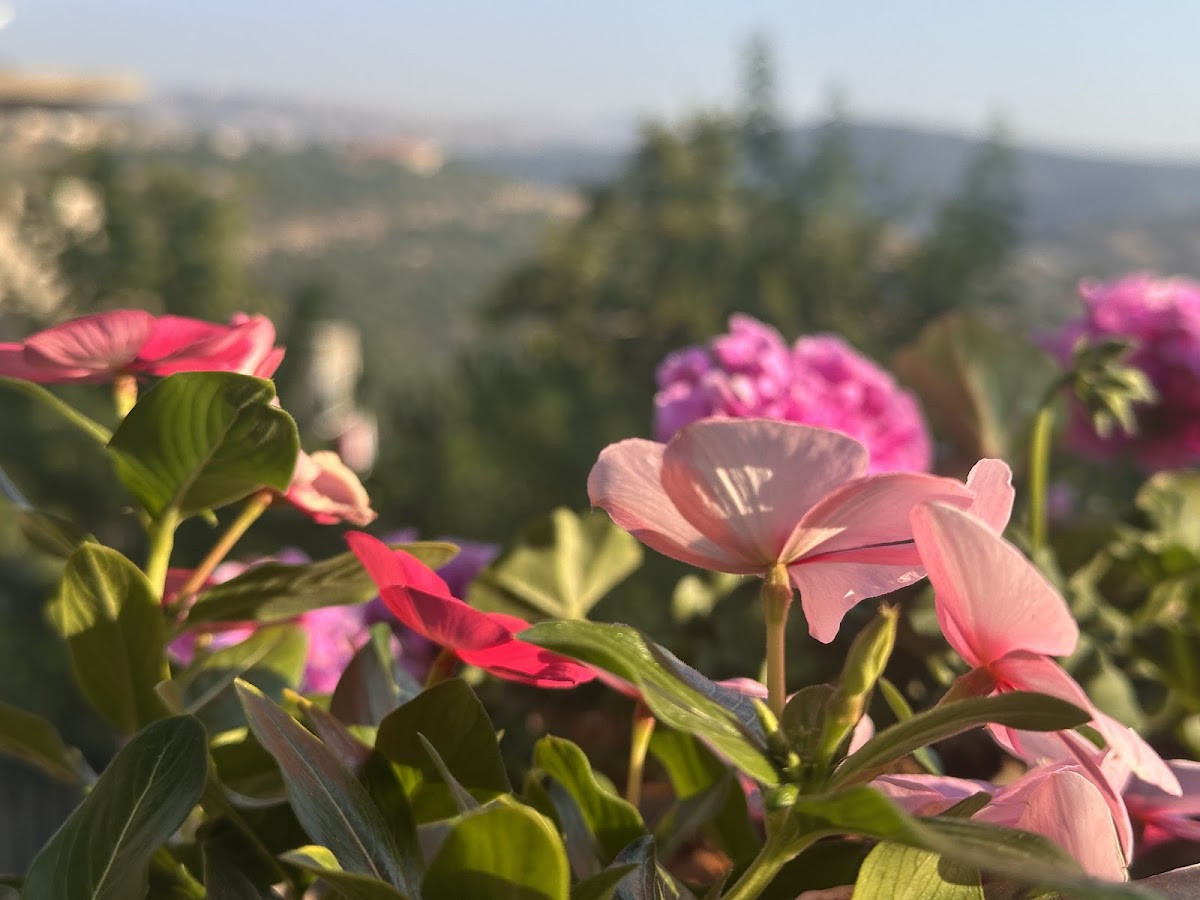 Nazha s garden — photograph 5