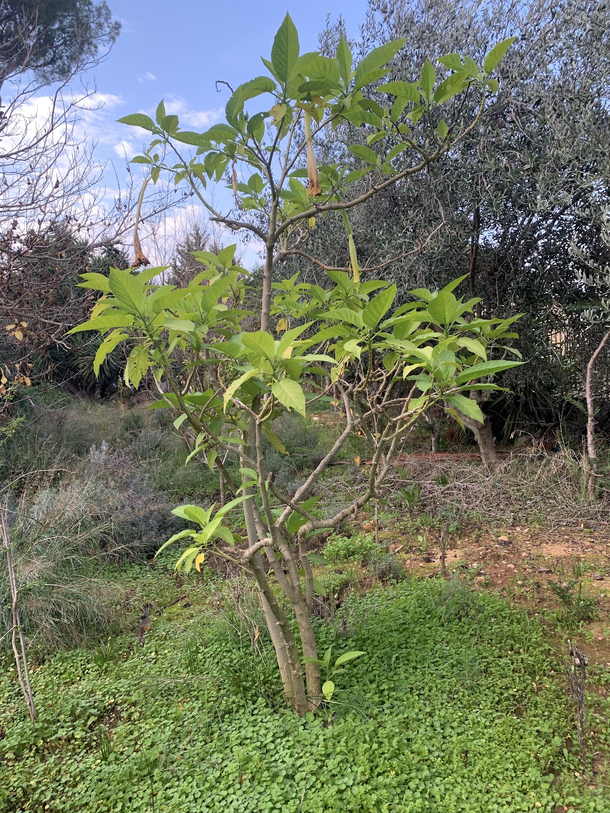 Green space — photograph 4