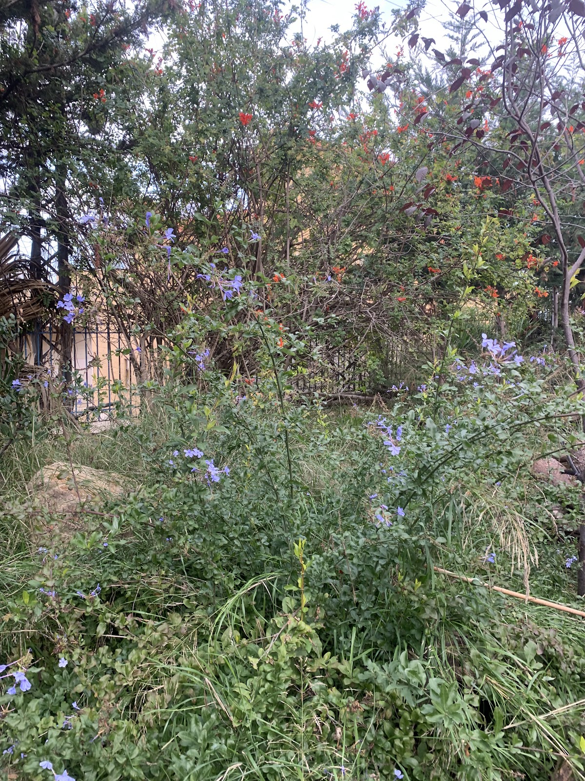 Green space — photograph 6