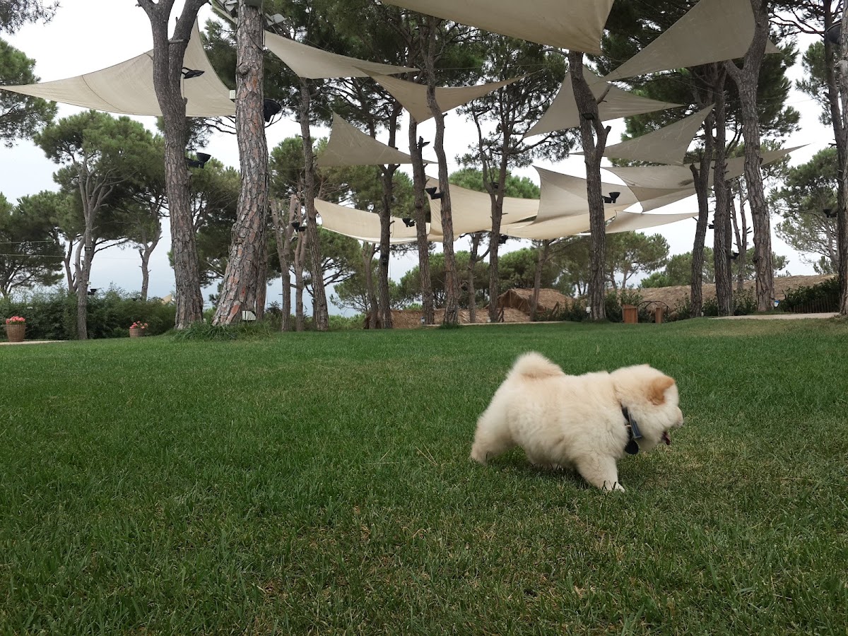 La Vie En rose Garden — photograph 6