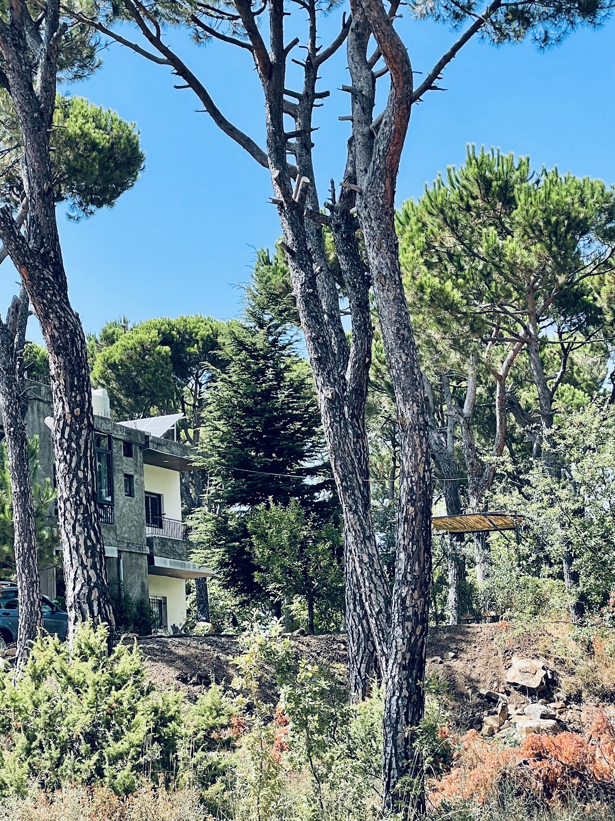 Forest House - Marj Baskinta
