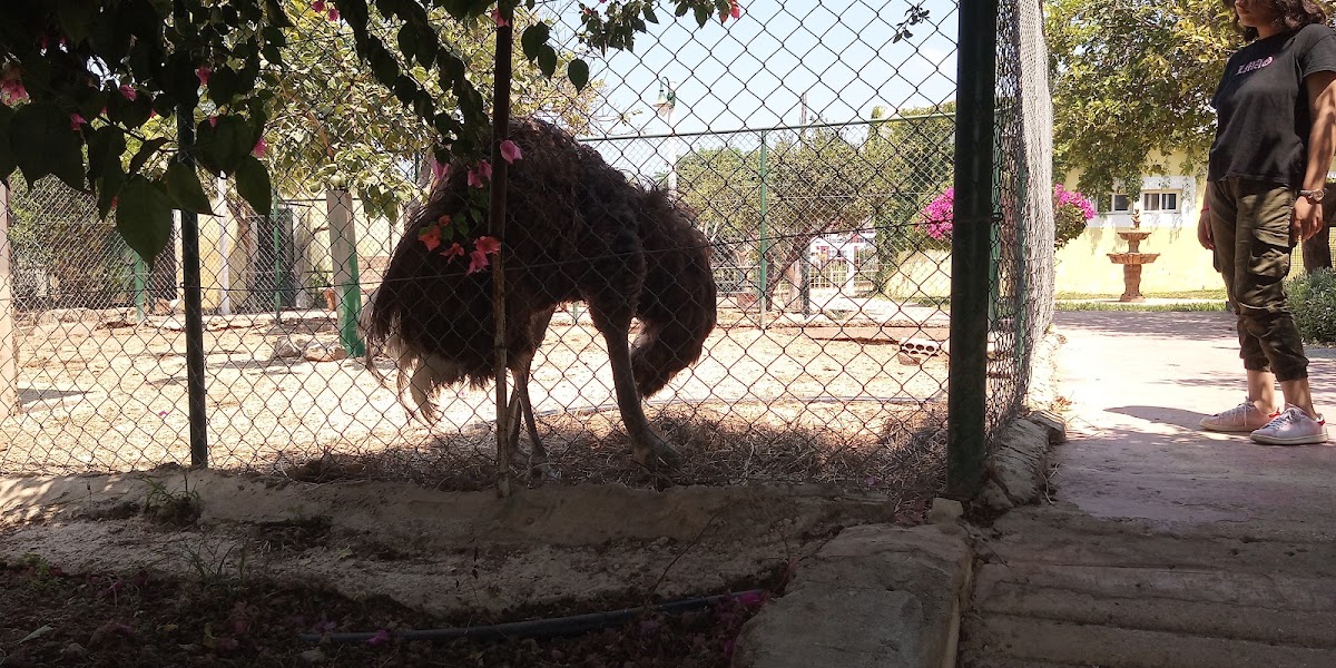 Animal Park