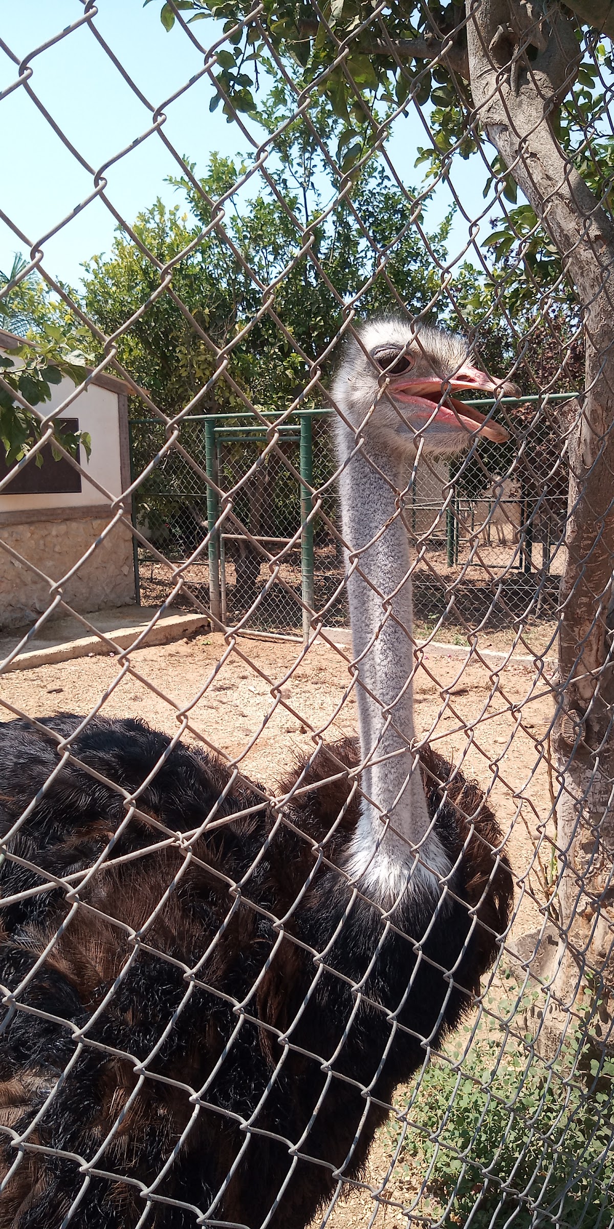 Animal Park — photograph 2