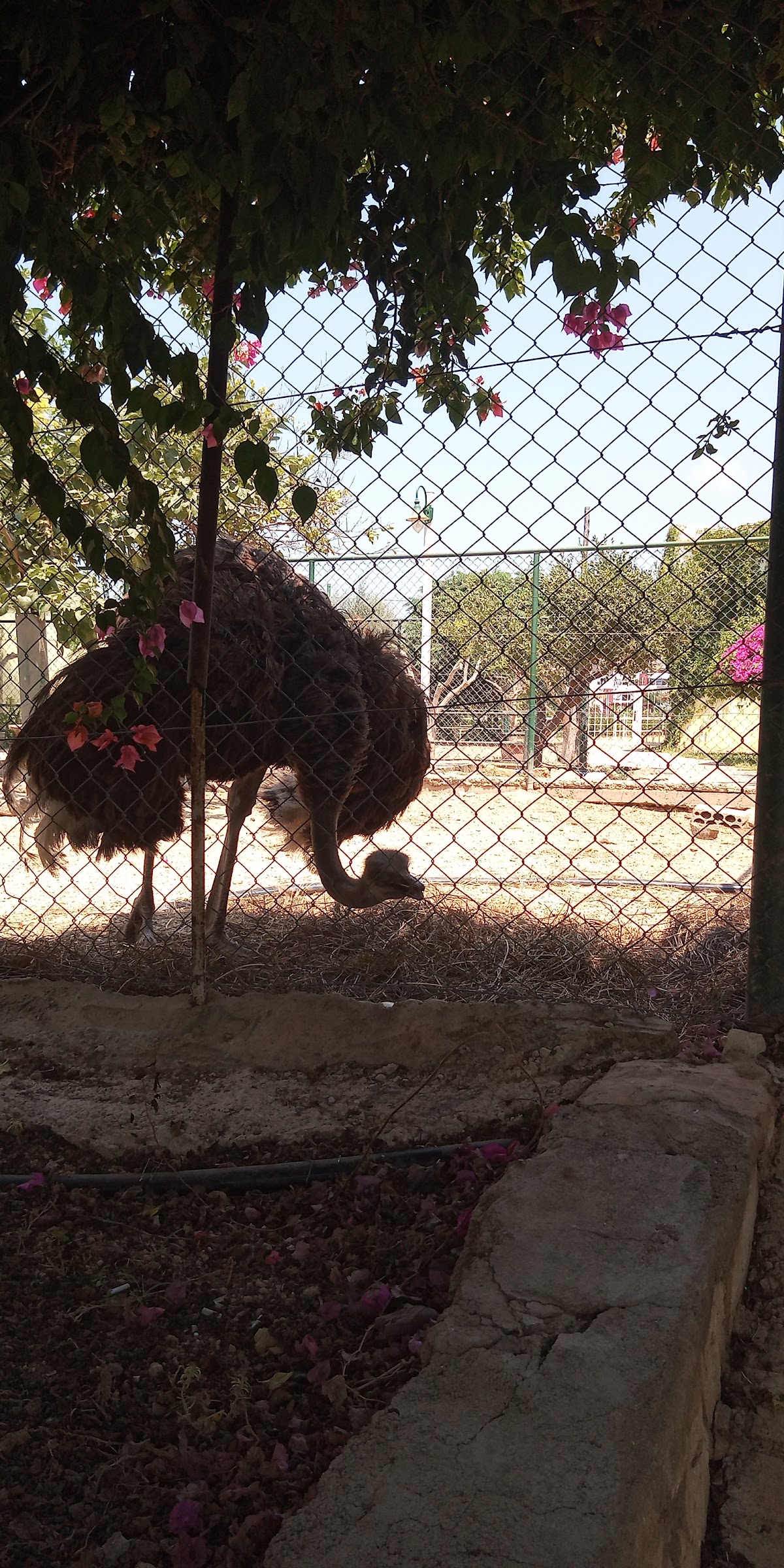 Animal Park — photograph 5