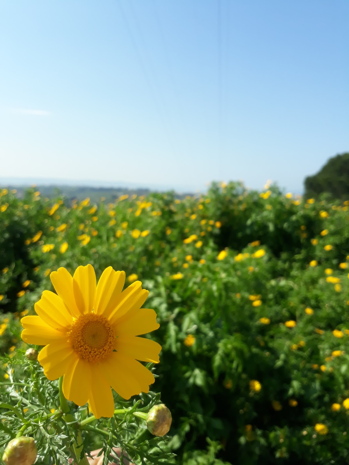منتزه العباسية — photograph 2