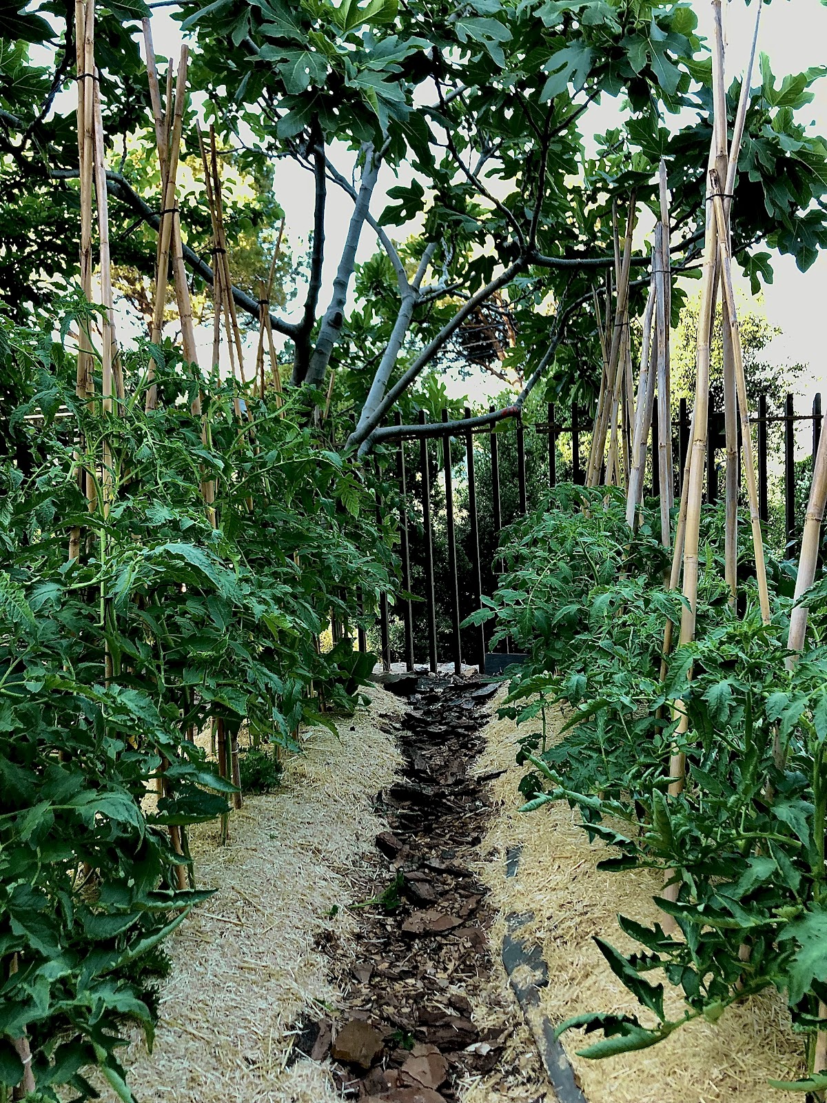 Orion Garden — photograph 4