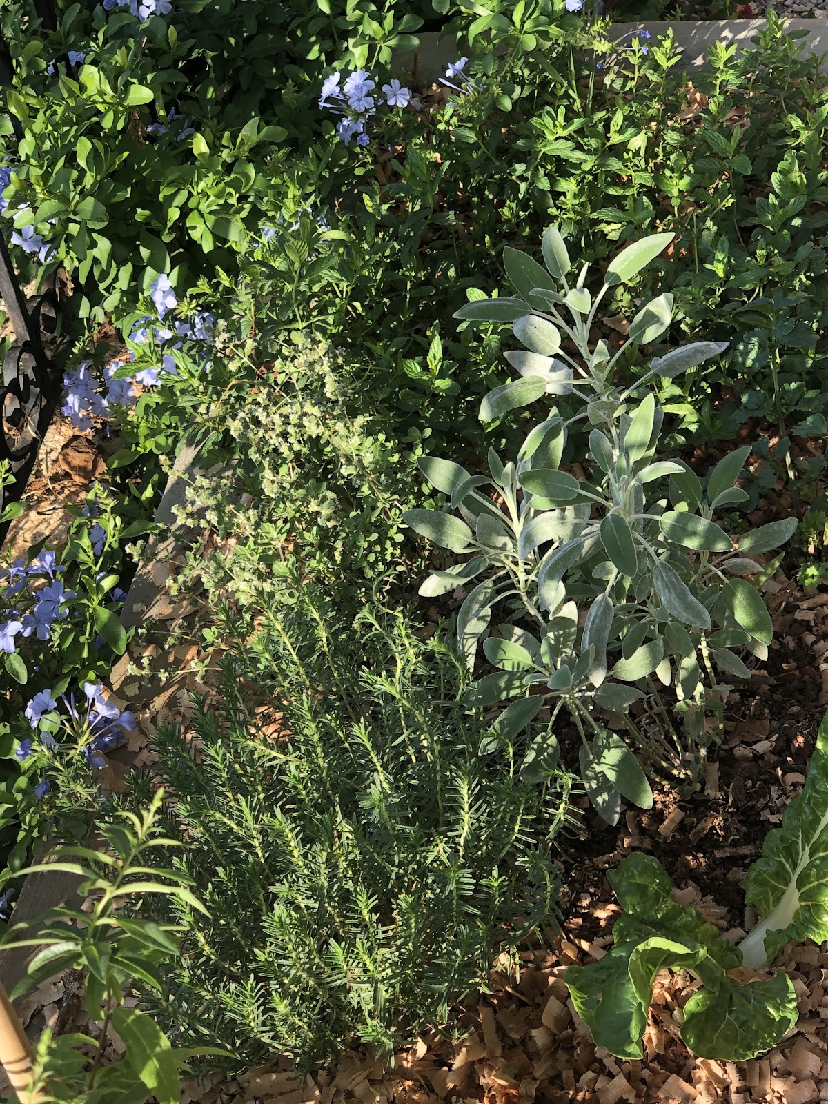 Orion Garden — photograph 5