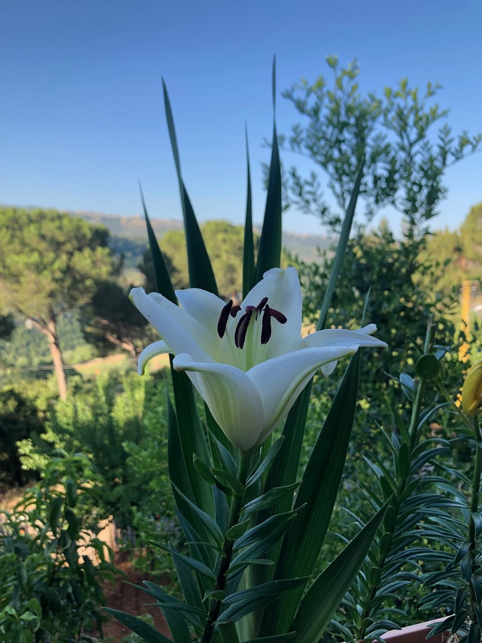 MH Garden
