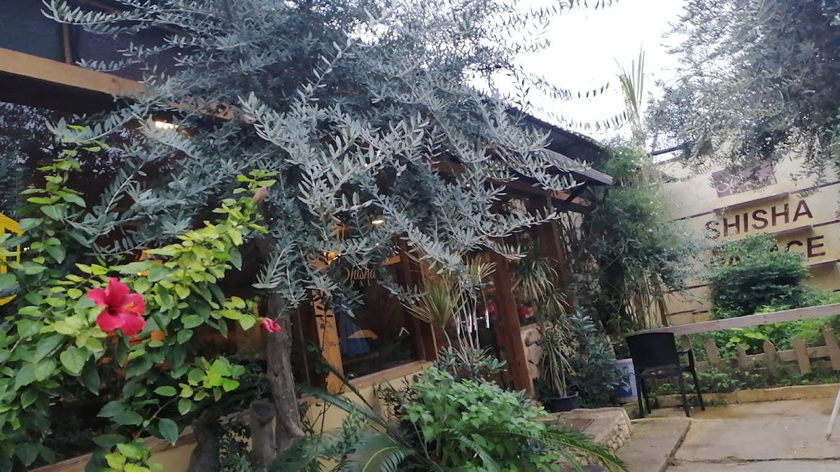 شيشة بالاس — photograph 3