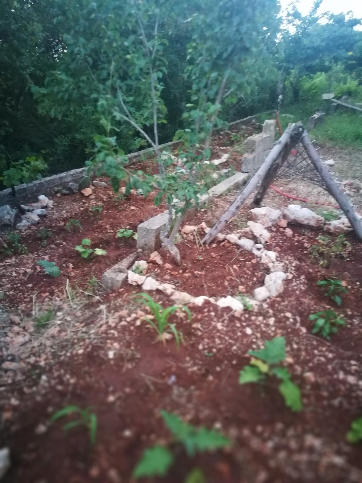 Khoury Garden — photograph 2
