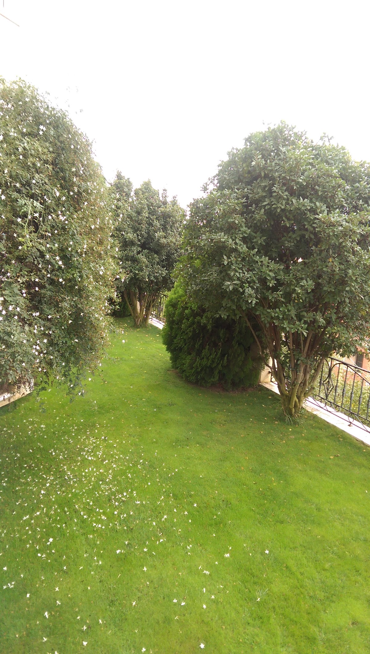 Ya Hala. — photograph 3