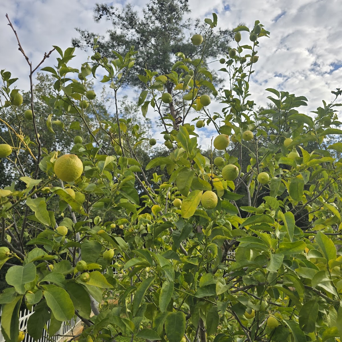 Habanjar A. — photograph 5