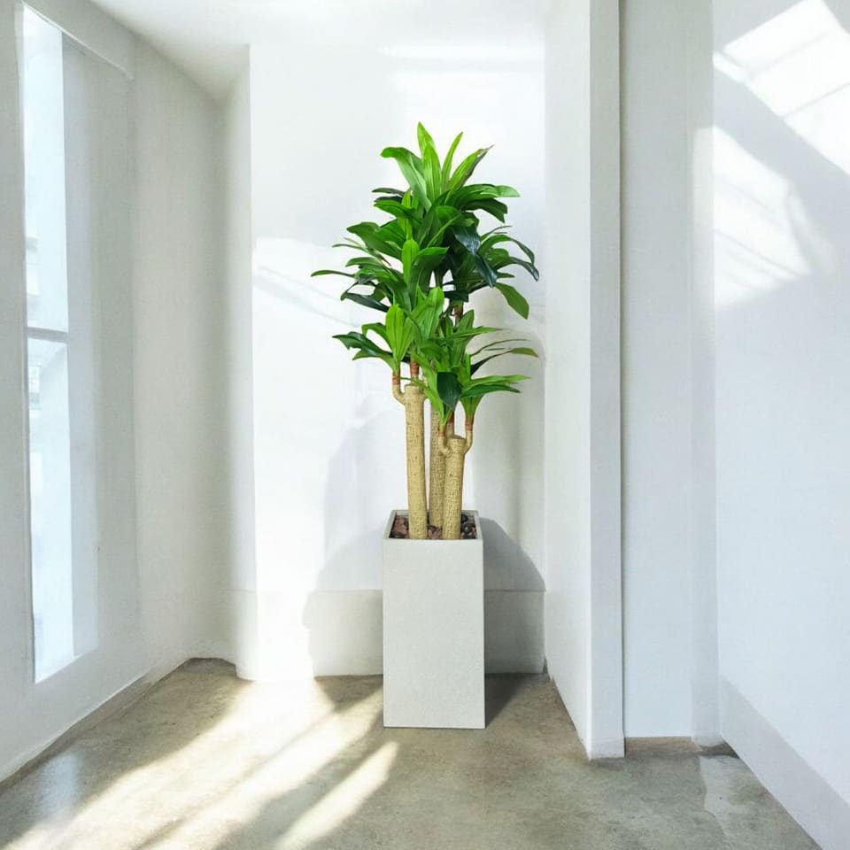 FIORI green
