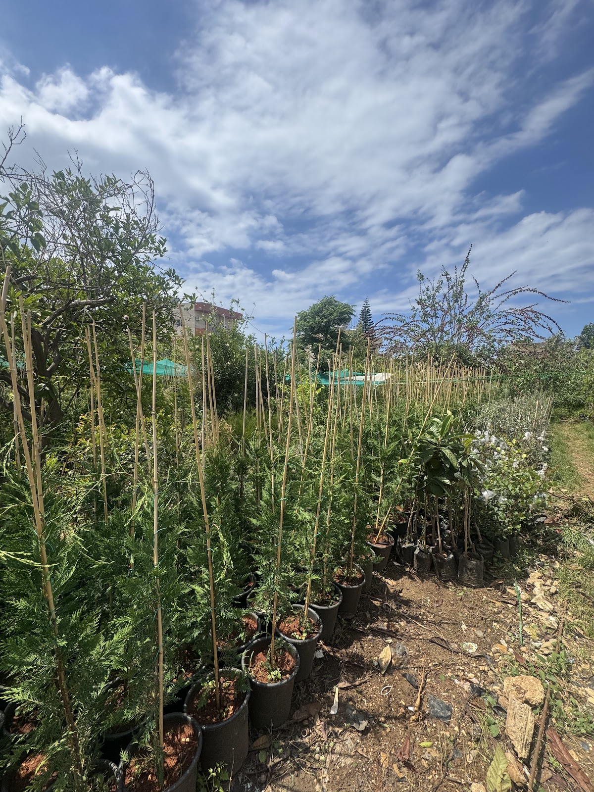 Sabsabi nursery — photograph 2