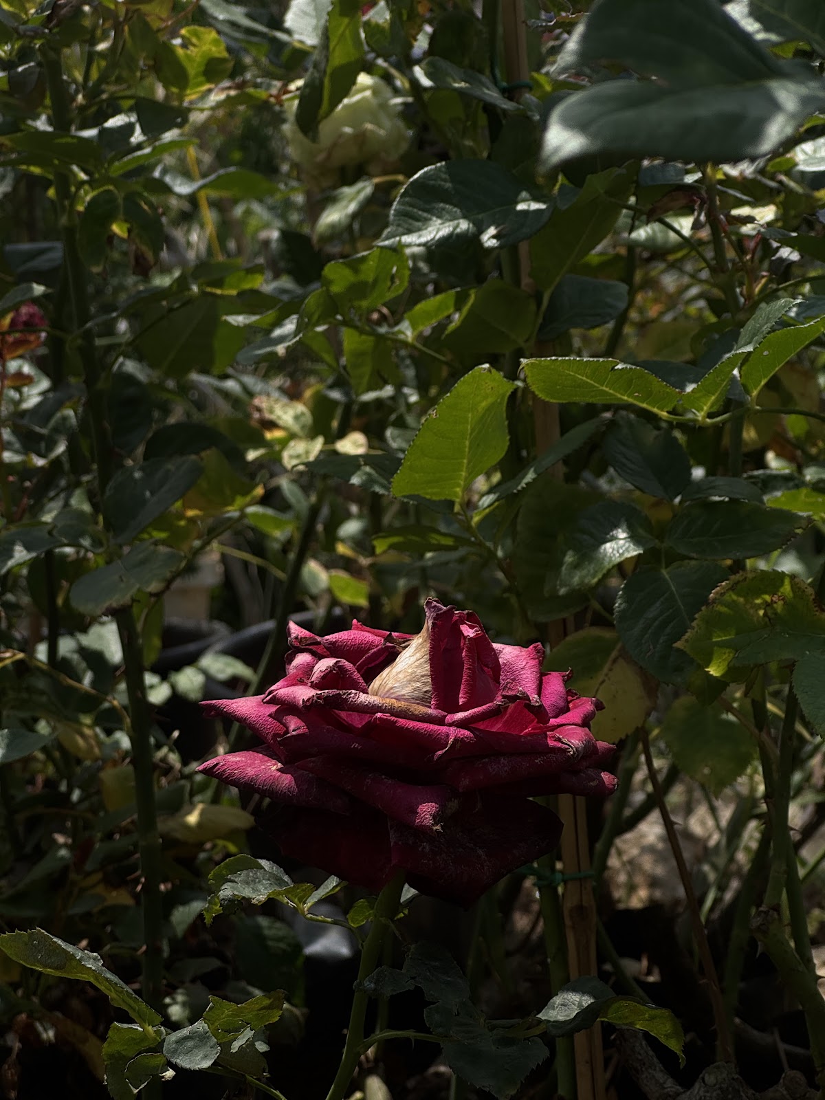 Sabsabi nursery — photograph 3