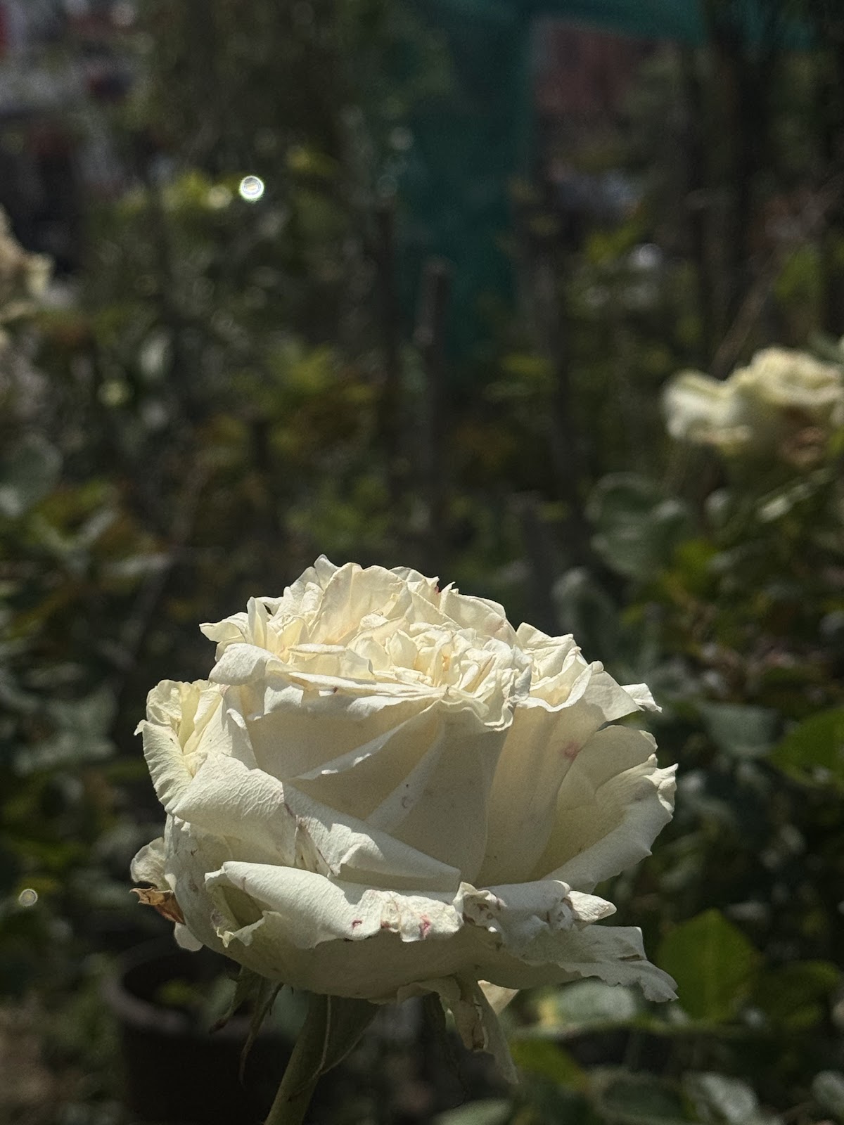 Sabsabi nursery — photograph 4