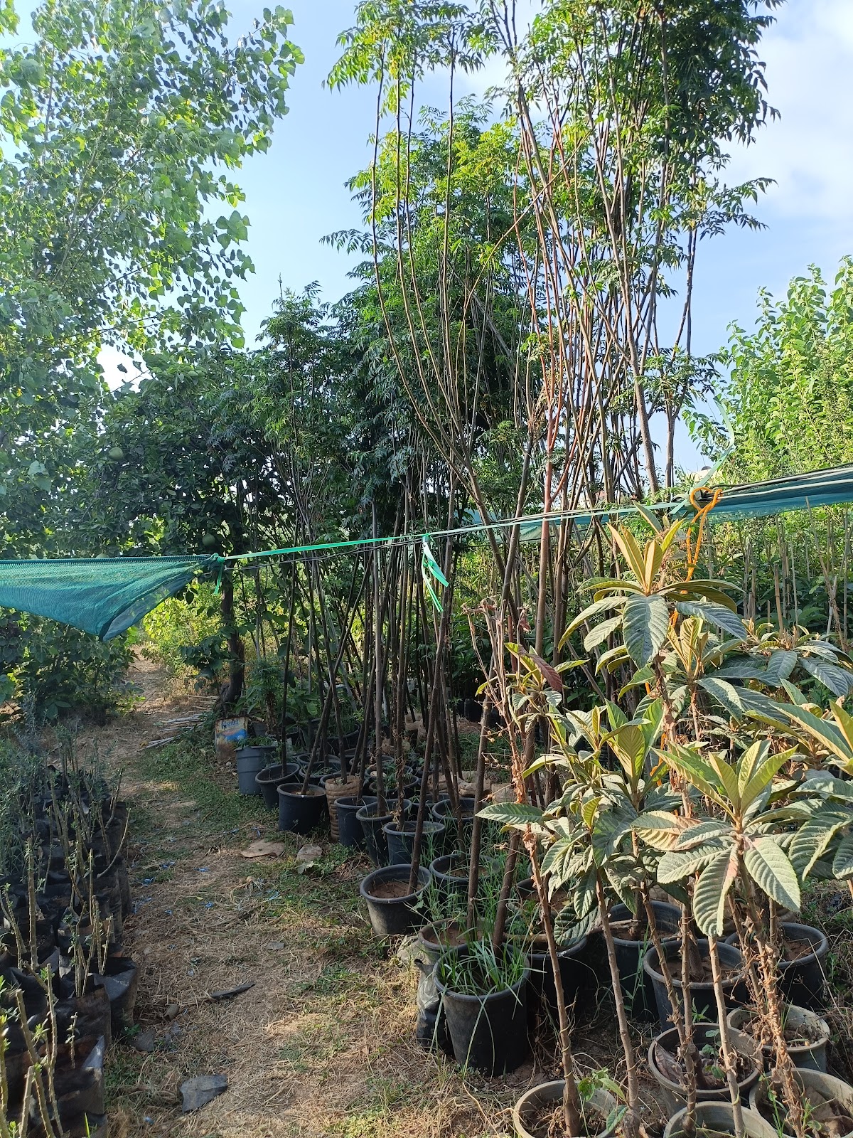 Sabsabi nursery — photograph 5