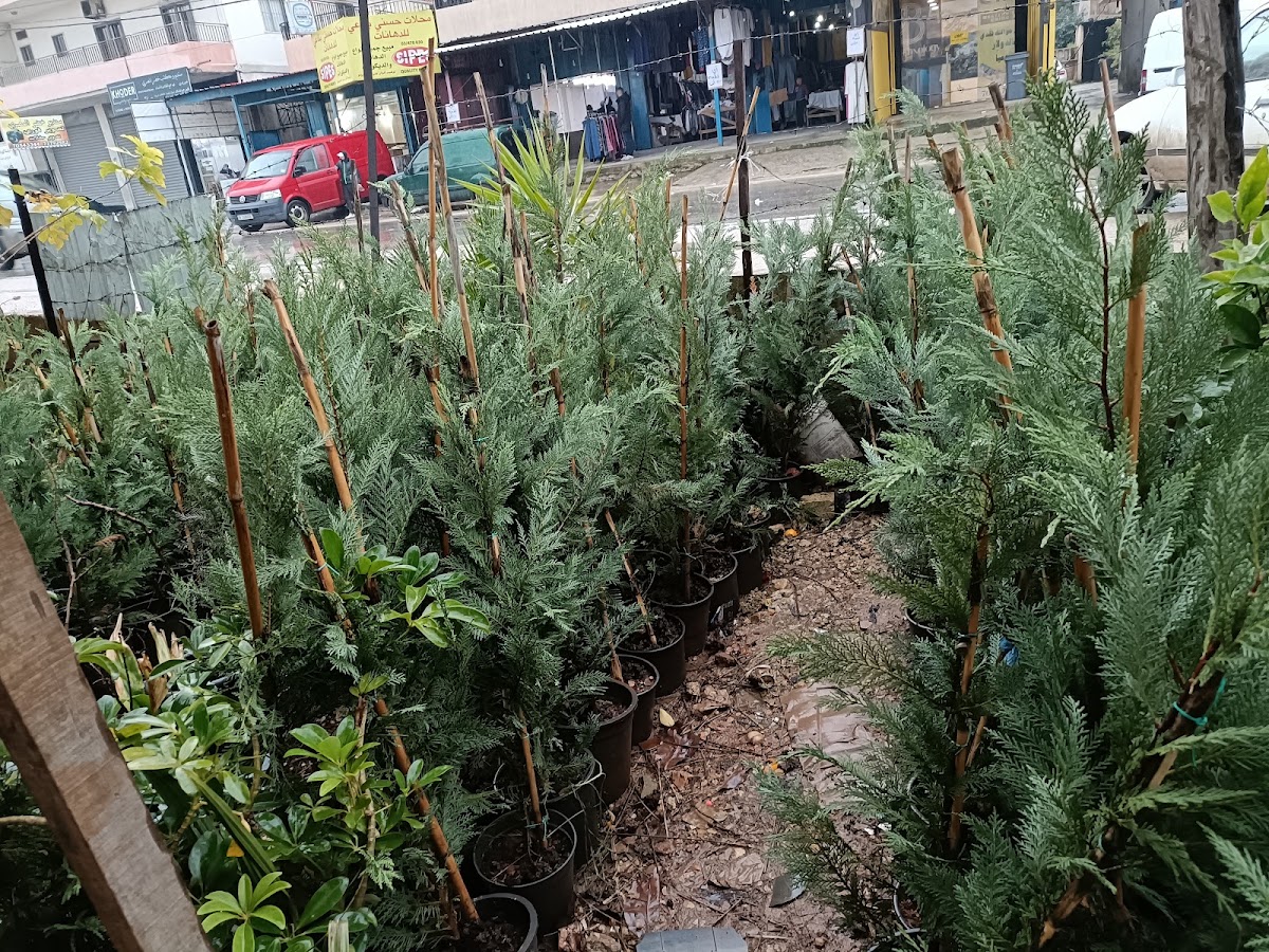 Sabsabi nursery — photograph 6