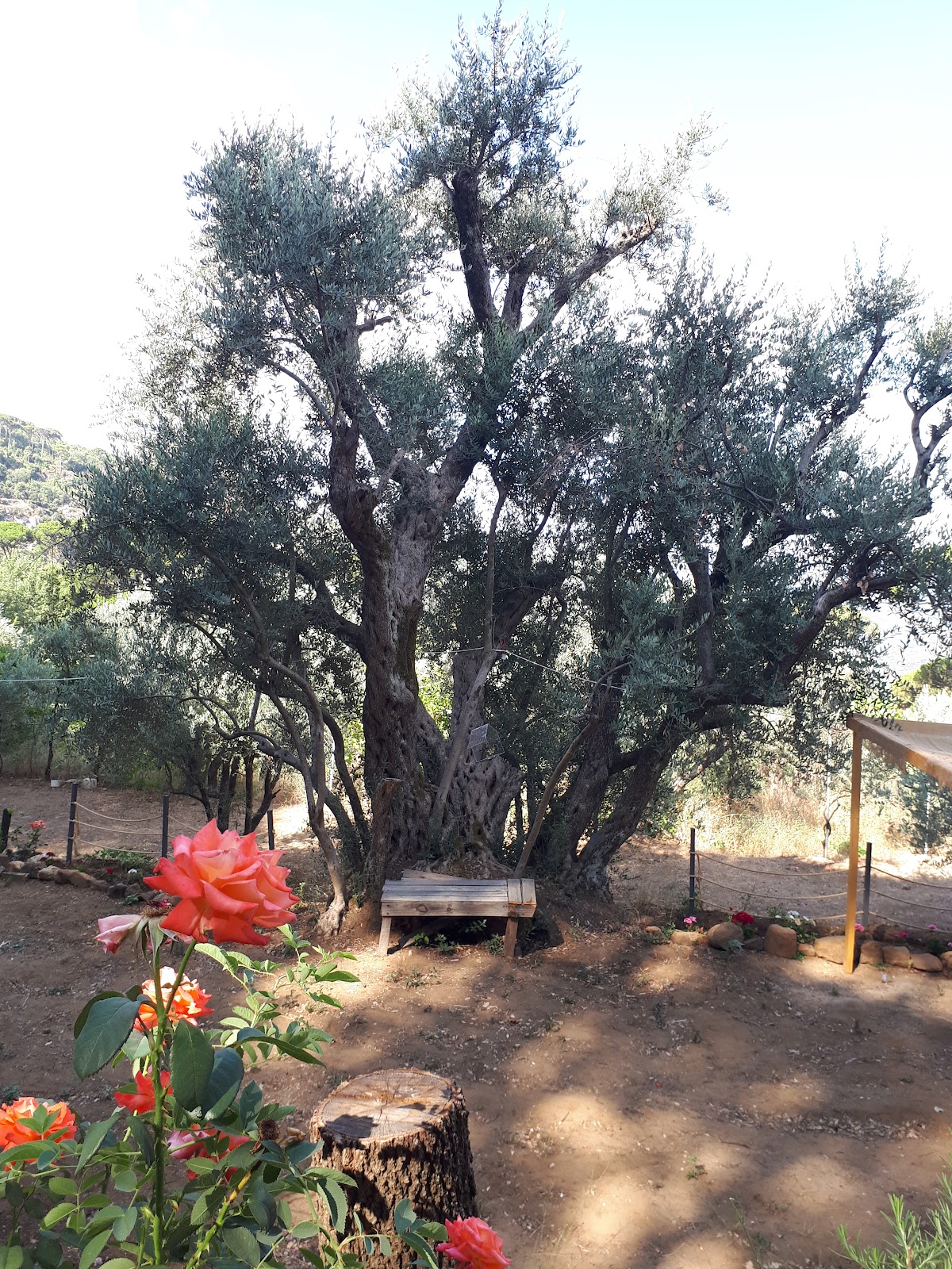 Lilli's Land