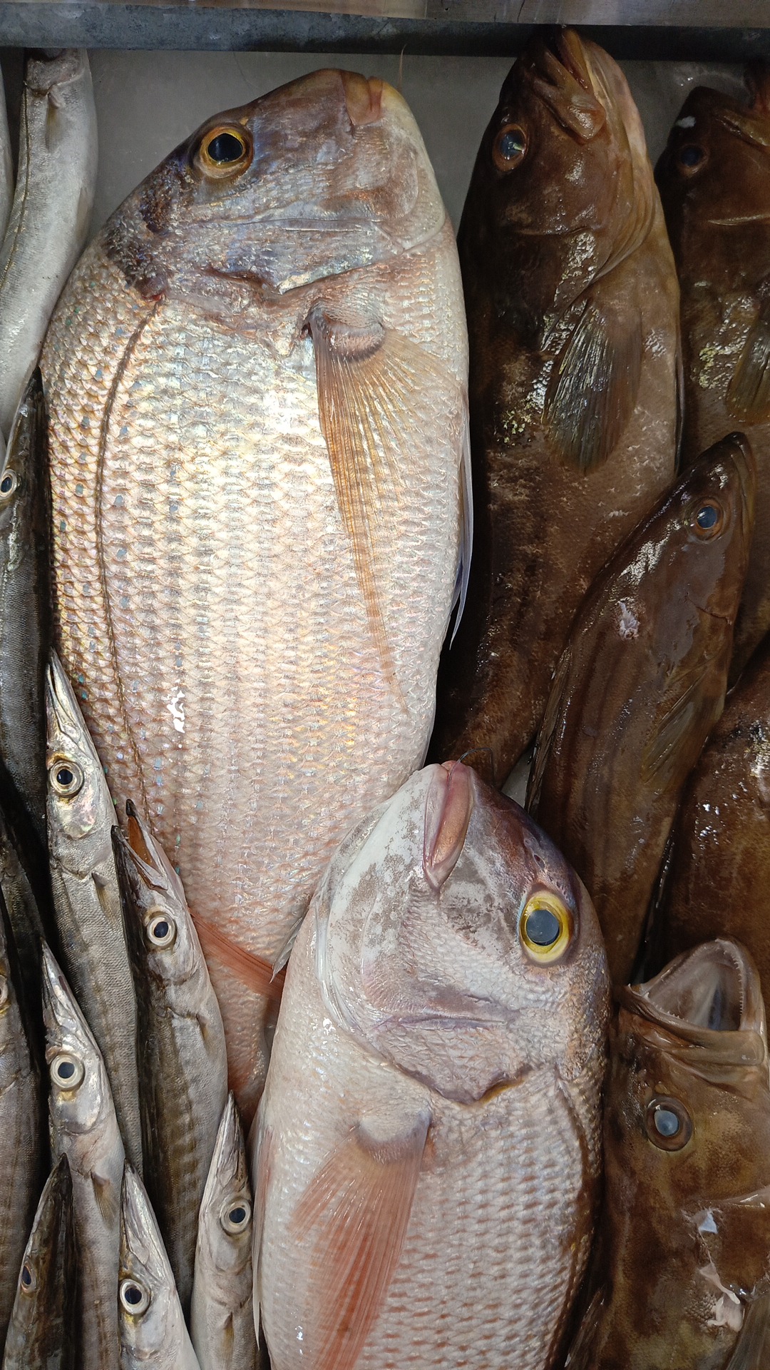 El mar fish & seafood — photograph 2