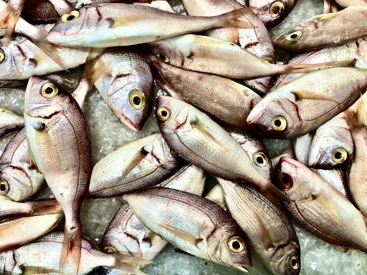 El mar fish & seafood — photograph 3
